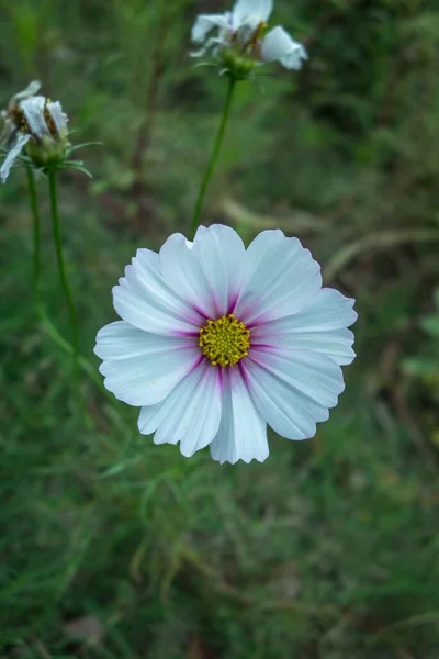 Eine Vertikale Aufnahme Einer Zarten Kosmos Blume Die Einem Garten — Stockfoto