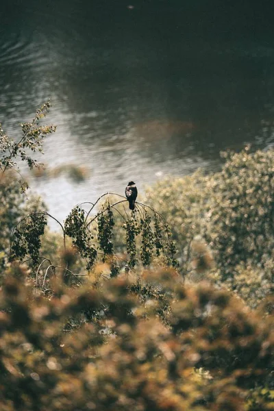 Tiro Vertical Pássaro Empoleirado Galho Árvore Por Lago Durante Dia — Fotografia de Stock