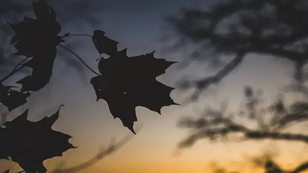 Σιλουέτες Των Φθινοπωρινών Φύλλων Στην Επιφάνεια Του Νερού Κατά Ηλιοβασίλεμα — Φωτογραφία Αρχείου