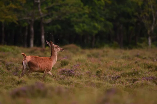 Tiro Close Cervo Europeu Pousio Campo Grama Uma Floresta — Fotografia de Stock