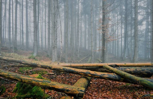 背の高い木の霧深い森 — ストック写真