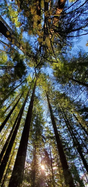 Panoramic Low Angle Shot Tall Trees Forest Sunny Day — Stock Photo, Image