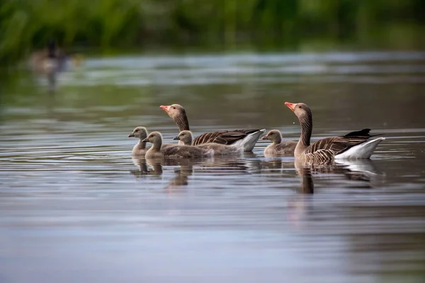 Dois Gansos Adultos Com Gooselings Rio Calmo — Fotografia de Stock