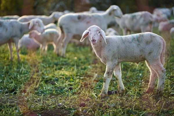 Rebanho Ovelhas Pastagem — Fotografia de Stock