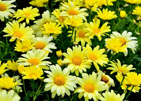 一朵黄色的玛格丽特菊花在花园上拍的高角照片 — 图库照片