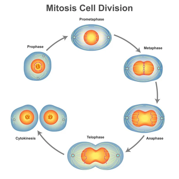 Illustrazione Della Mitosi Cellule Animali Con Cromosomi Sfondo Bianco — Foto Stock