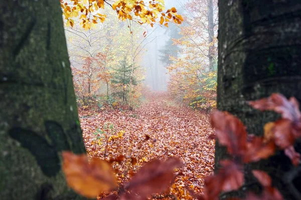Ein Herbstwald Einem Nebligen Tag — Stockfoto