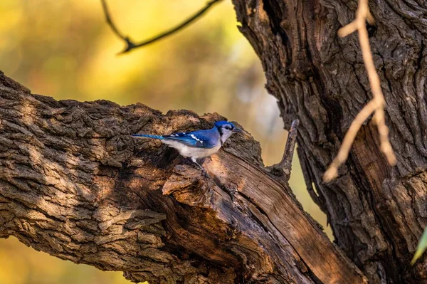 Närbild Blå Kaj Cyanocitta Cristata Förbipasserande Fågel Trädstam Fångas Från — Stockfoto