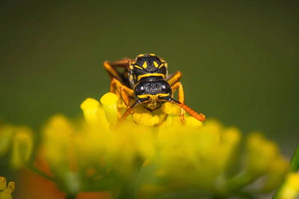 一只西方蜜蜂在一朵黄色的花中的特写 — 图库照片