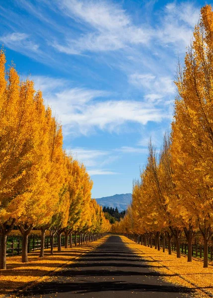 阳光灿烂的日子里 一条被秋天的树木环绕的空旷小径的垂直拍 — 图库照片