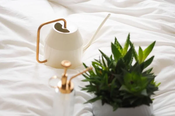 植物と白い鍋に多肉植物のクローズミスタークリアとベッドの上Vattenkrasse — ストック写真