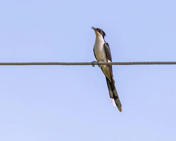 Lovitură Unghi Scăzut Unui Cuckoo Pied Odihnindu Fir Împotriva Cerului — Fotografie, imagine de stoc
