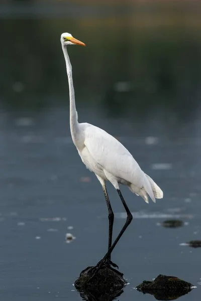 Vertical Selective Focus Australasian Egret Standing Stone Surrounded Water — Stock Photo, Image