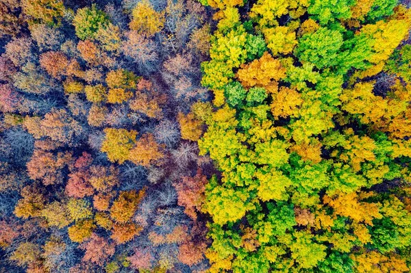 Plan Aérien Feuillage Automne Dans Une Forêt — Photo