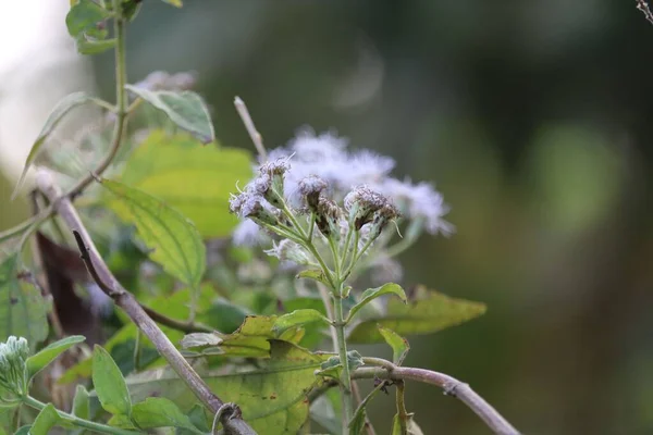 Een Closeup Van Prachtige Mistflowers Een Bos — Stockfoto