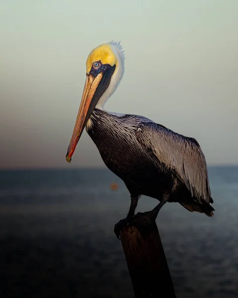 Eine Vertikale Aufnahme Eines Östlichen Braunen Pelikans Der Auf Dem — Stockfoto