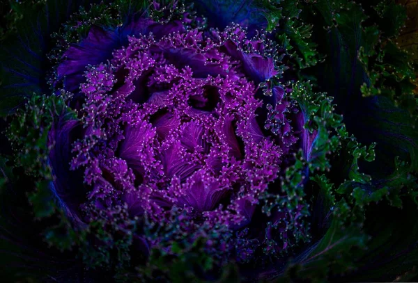 A closeup of Purple kale (Brassica oleracea) shot in dim lighting