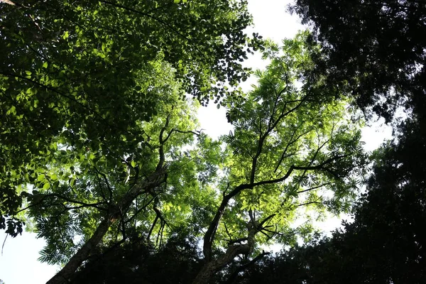 Tiro Ângulo Baixo Árvores Floridas Dia Ensolarado — Fotografia de Stock
