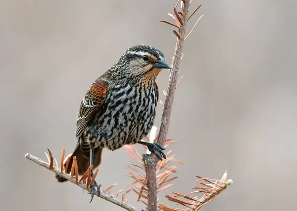 Closeup Shot Female Red Wing Blackbird Perched Tree Branch — Stock Photo, Image
