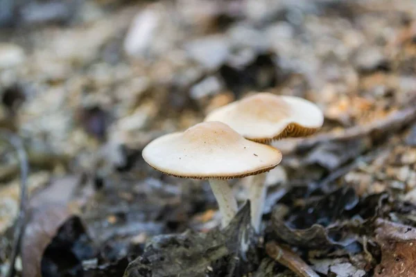 Makró Felvétel Erdőben Ősszel Növő Gombákról — Stock Fotó