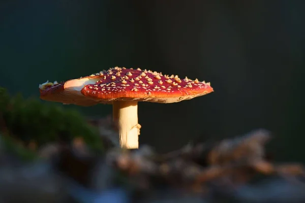 秋の森の中でアマニタのキノコのクローズアップ — ストック写真