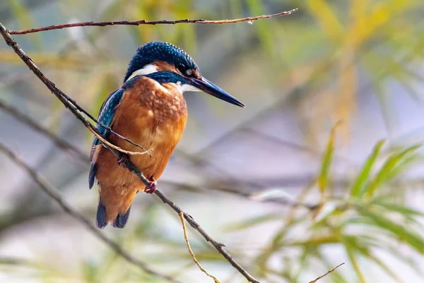 Renkli Kingfisher Ağaç Dalına Tünediği Yakın Çekim — Stok fotoğraf