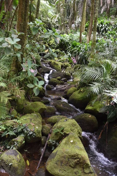 森の中の石の中を流れる小さな川 — ストック写真