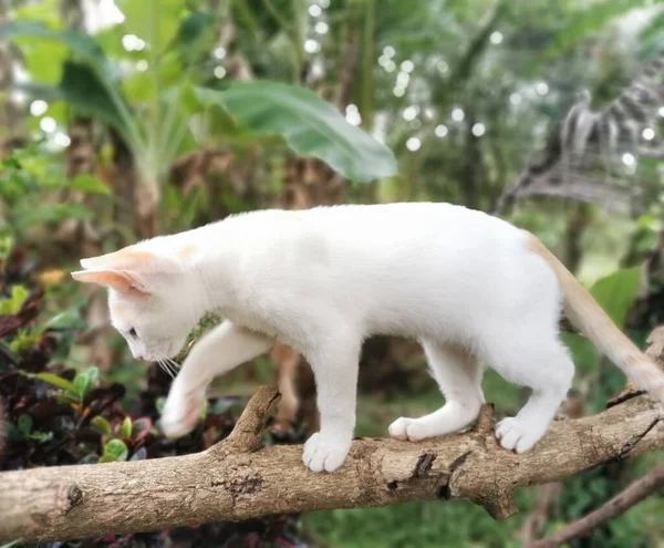 Eine Kleine Süße Weiße Katze Auf Dem Ast Des Baumes — Stockfoto