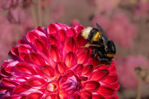 Ένα Κοντινό Πλάνο Μιας Μέλισσας Που Συλλέγει Γύρη Ένα Κόκκινο — Φωτογραφία Αρχείου