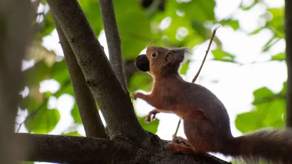 Tiro Close Pequeno Esquilo Sentado Galho Árvore Com Uma Porca — Fotografia de Stock
