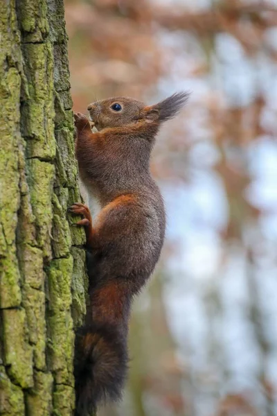 Ένας Καφέ Σκίουρος Σκαρφαλώνει Στο Δέντρο — Φωτογραφία Αρχείου