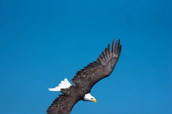 Ein Weißkopfseeadler Fliegt Hoch Über Einem Blauen Himmel Einem Sonnigen — Stockfoto