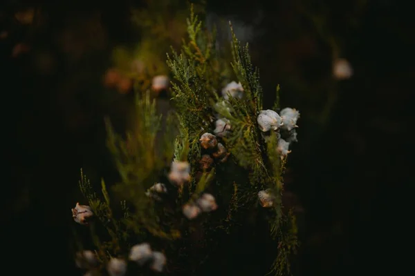 Крупним Планом Знімок Ялівців Цвітуть Саду — стокове фото