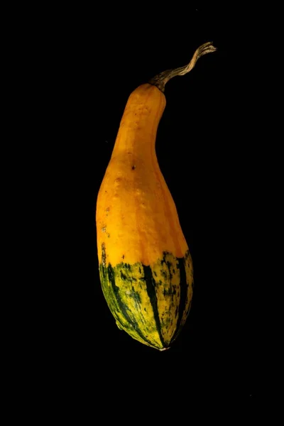 Closeup Vibrant Yellow Gourd Isolated Pitch Black Background — Stock Photo, Image