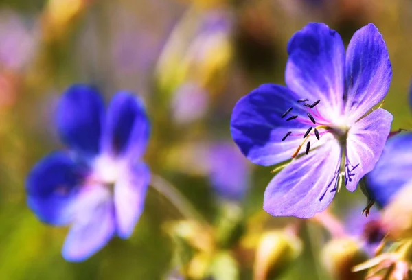 Krásný Záběr Květ Lučního Jeřábu — Stock fotografie