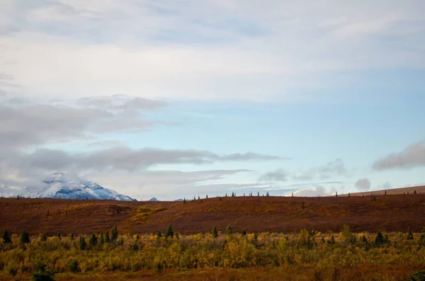 Malowniczy Widok Piękne Pole Otoczone Śnieżnymi Górami Denali National Park — Zdjęcie stockowe