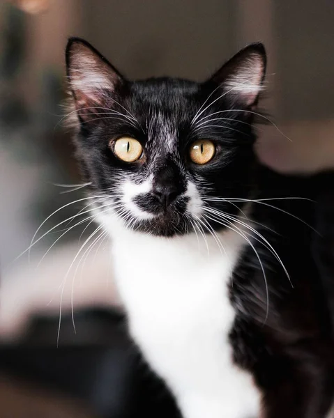 Eine Nahaufnahme Einer Niedlichen Schwarz Weißen Katze Mit Gelben Augen — Stockfoto