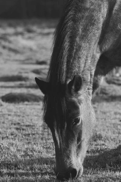 一匹棕色的马在森林的草地上吃草时的垂直灰度射击 — 图库照片