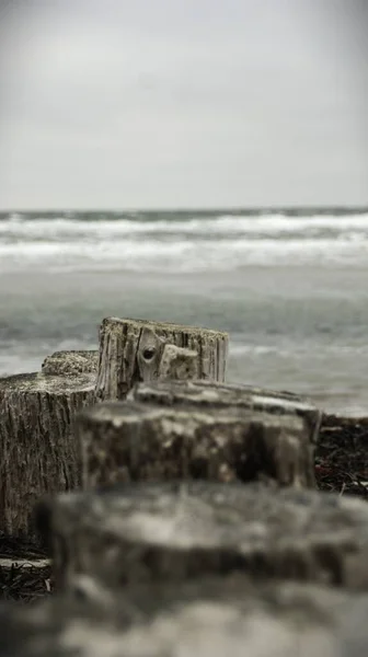 海辺の古い木の丸太の垂直ショット — ストック写真