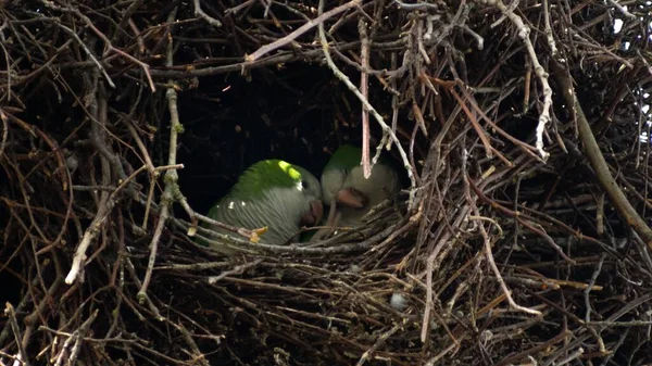 一只布鲁克林鹦鹉的特写镜头在白天停在它们的巢穴里 — 图库照片