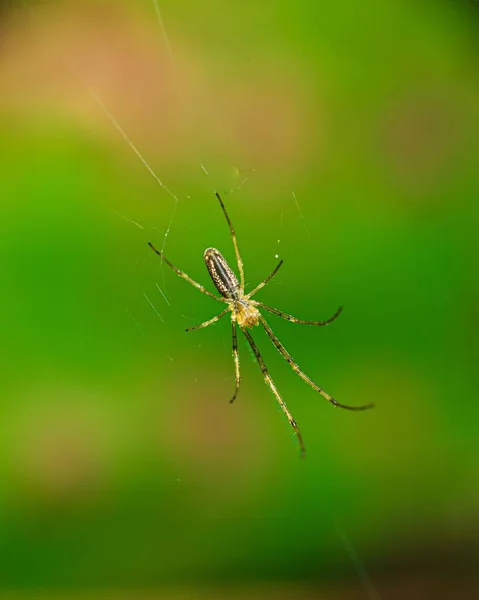 Örümcek Ağında Gümüş Bir Örümcek Tetragnatha Montana Makro Pozu — Stok fotoğraf