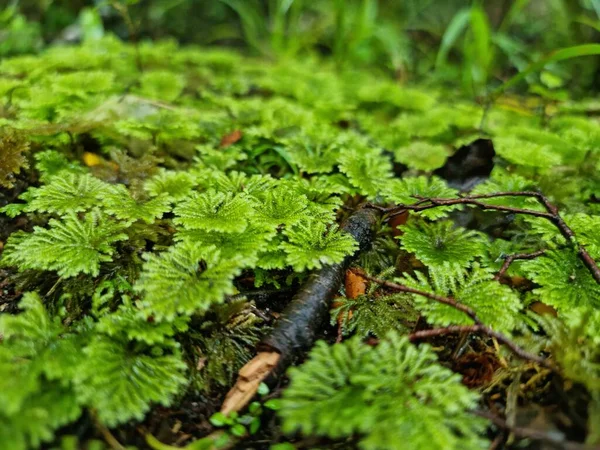 Селективный Фокус Съемки Зеленого Мха Ливервортов Лесной Местности — стоковое фото