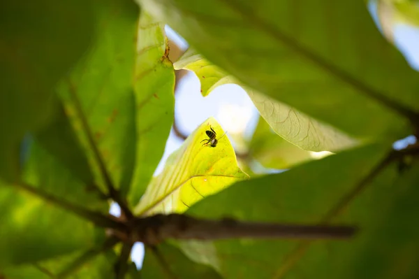 Бджола Яскраво Зеленому Листі Мигдалевому Дереві Під Сонячним Небом — стокове фото