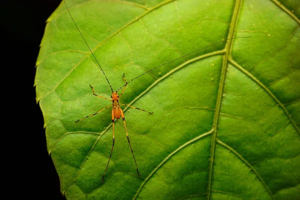 Closeup Bush Crickets Tettigoniidae Green Leaf — Stock Photo, Image