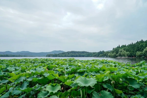曇り空を背景に蓮の葉を持つ湖の景色 — ストック写真