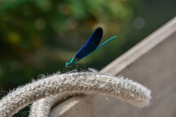 Una Libélula Azul Posada Una Cuerda Barco — Foto de Stock