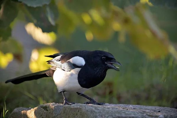 Preto Branco Magpie Poleiro Rocha — Fotografia de Stock