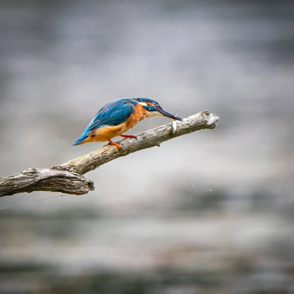 Foco Seletivo Pássaro Pescador Pau Sobre Rio — Fotografia de Stock