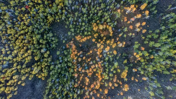Een Antenne Top View Van Een Prachtig Herfst Landschap Van — Stockfoto