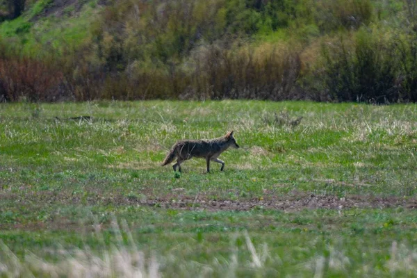 Eine Selektive Fokusansicht Eines Kojoten Der Durch Ein Feld Aus — Stockfoto